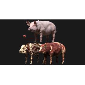 Pig Anatomy 3D model